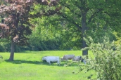 pedigree herd of British White cattle